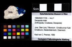 Foto (Objket + Etiketten) von Goniodromites bidentatus (Reuss, 1859) 